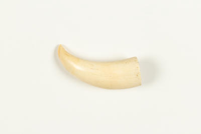 Whale tooth - New Zealand Maritime Museum