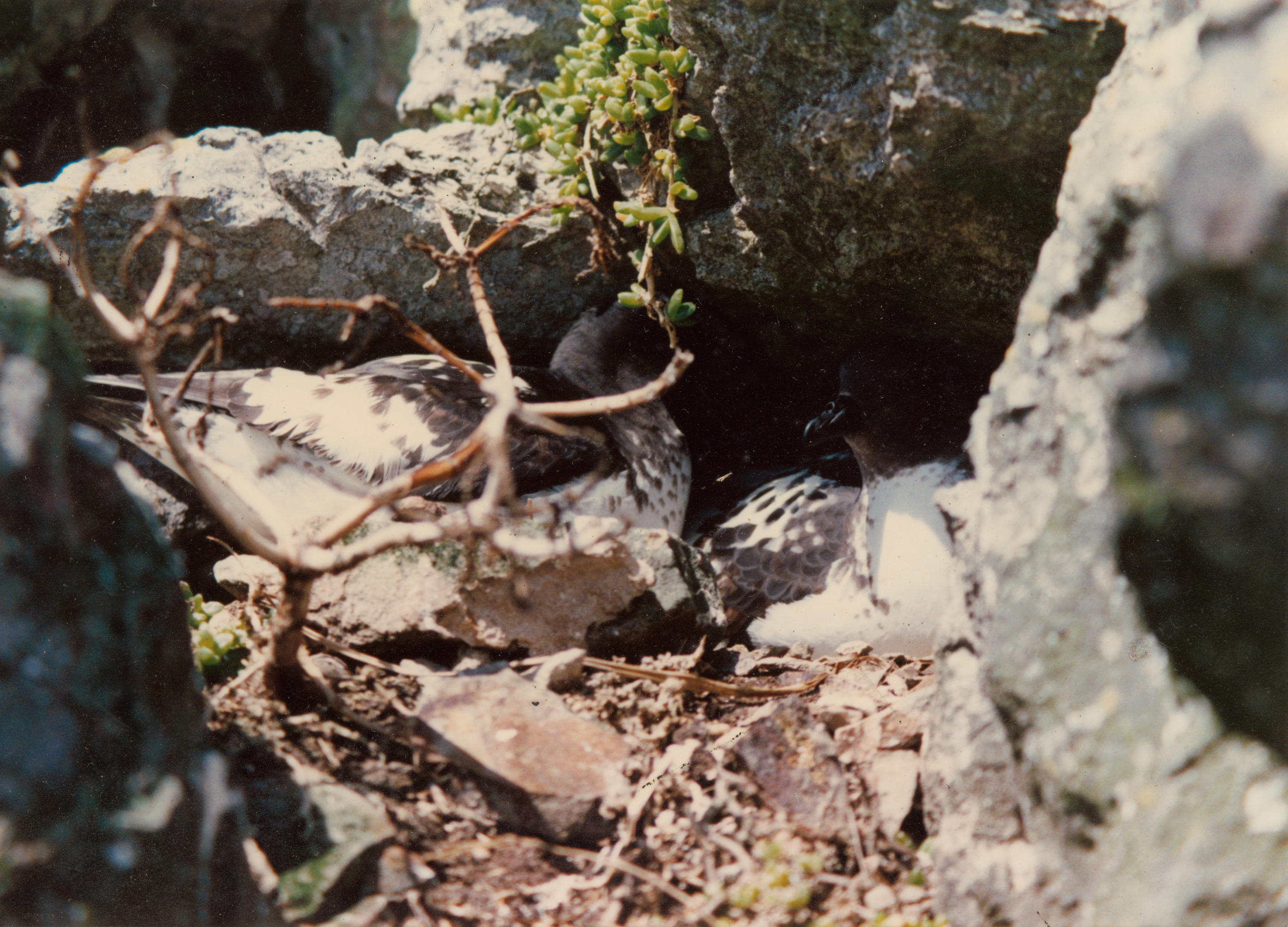 Photograph Cape petrel Daption capense on nest [Bounty Islands