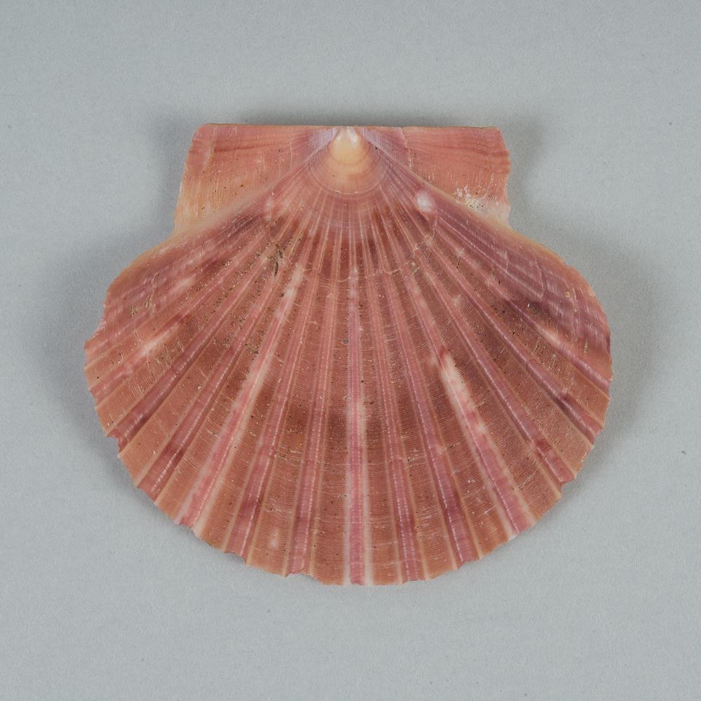 Mollusc shell New Zealand scallop, Tipa, Pecten novaezelandiae New Zealand Maritime Museum