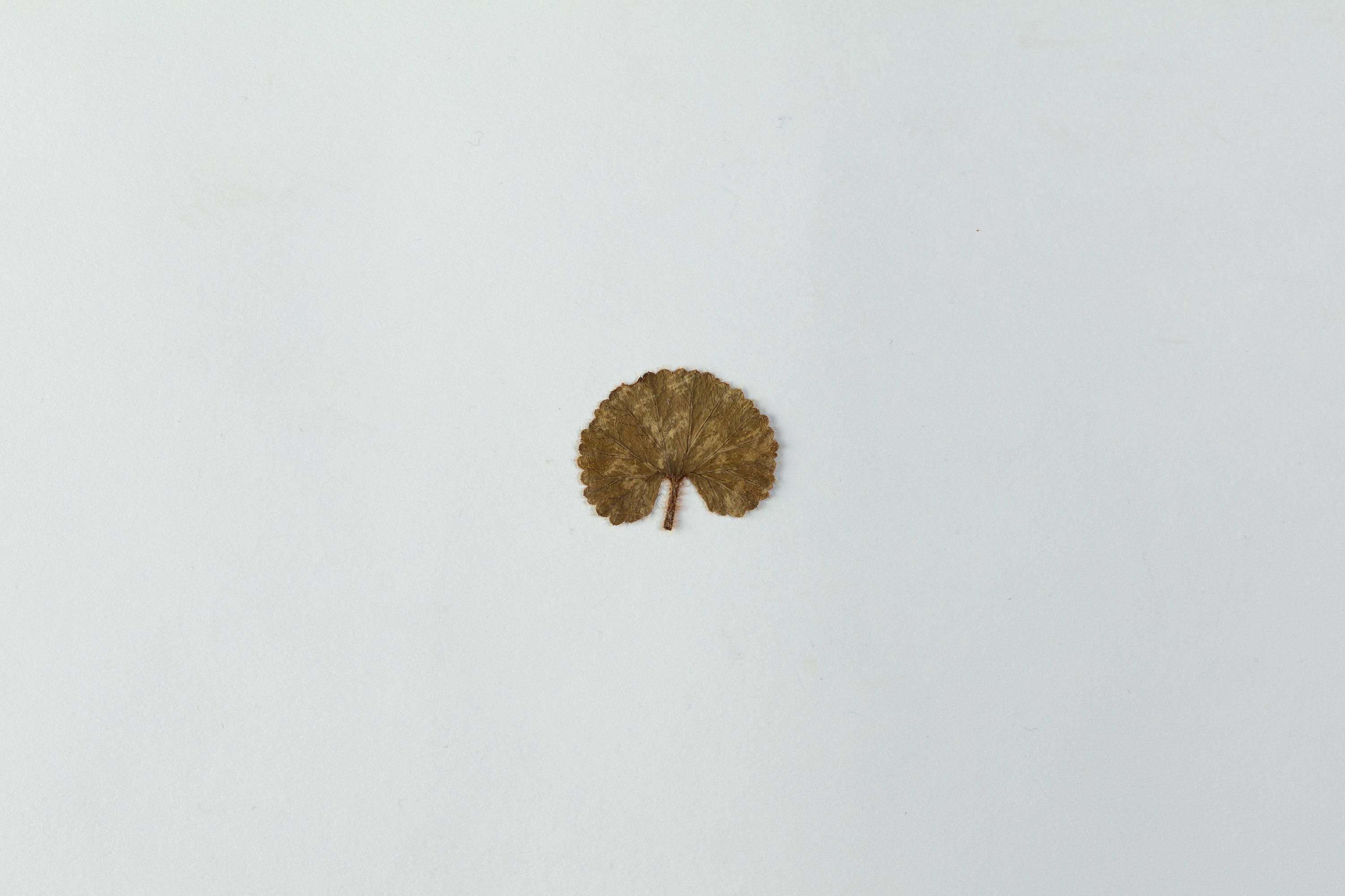 Small desiccated plant leaf One of five dried leaves found in Ship’s