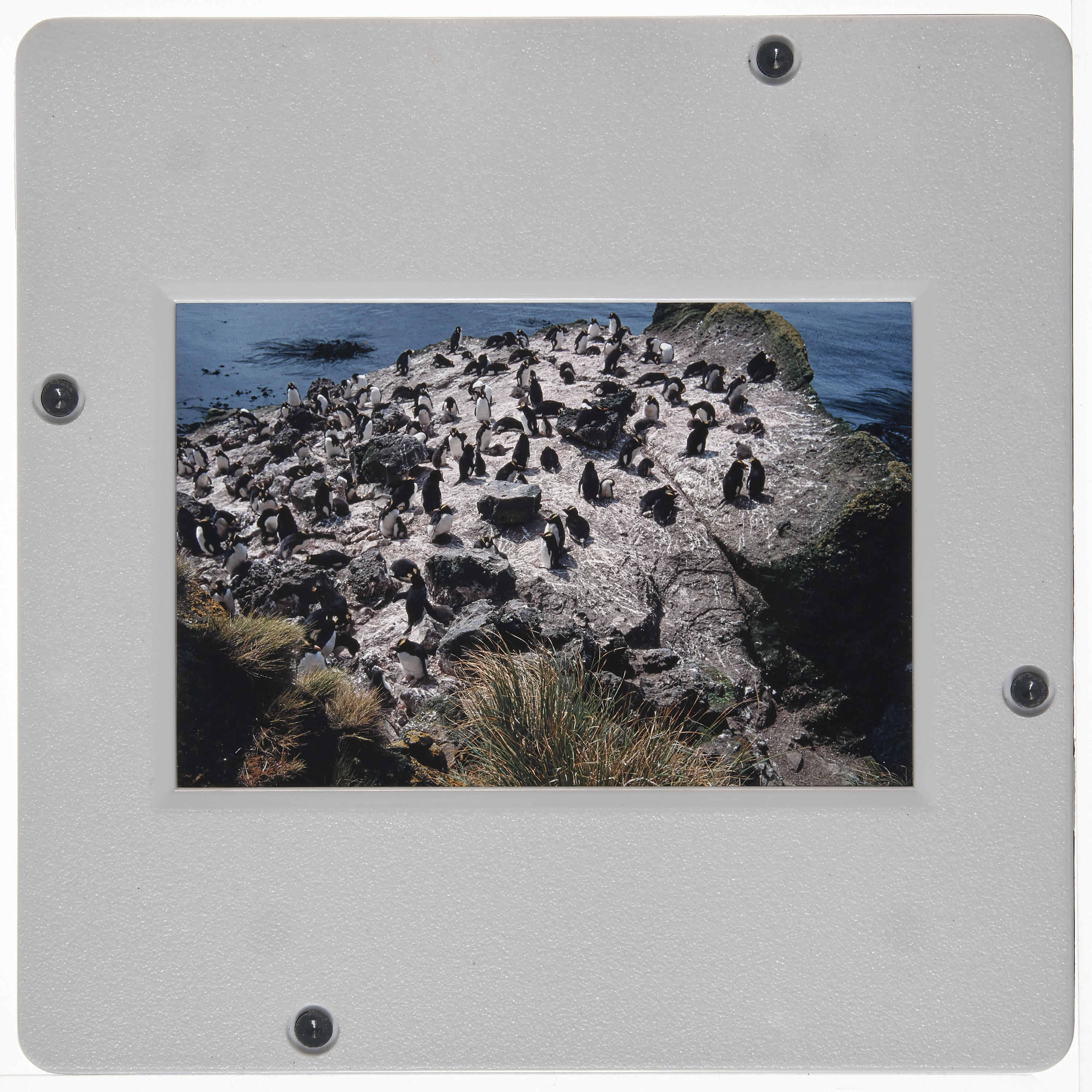 Slide: [Erect-crested] penguins and juveniles, Antipodes Islands, 1994