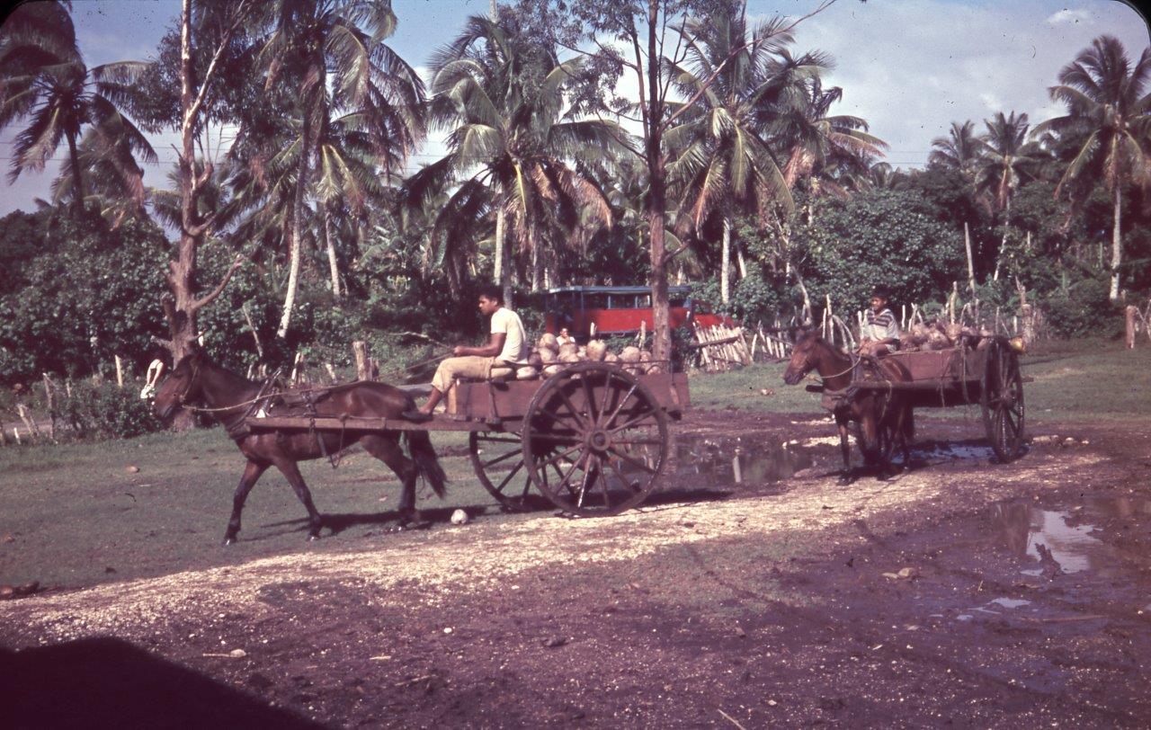 Slide Horse and carts loaded with coconuts New Zealand Maritime Museum