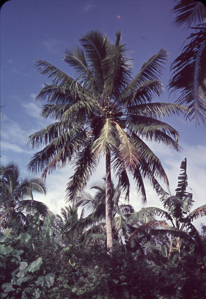 Slide Coconut palm tree New Zealand Maritime Museum