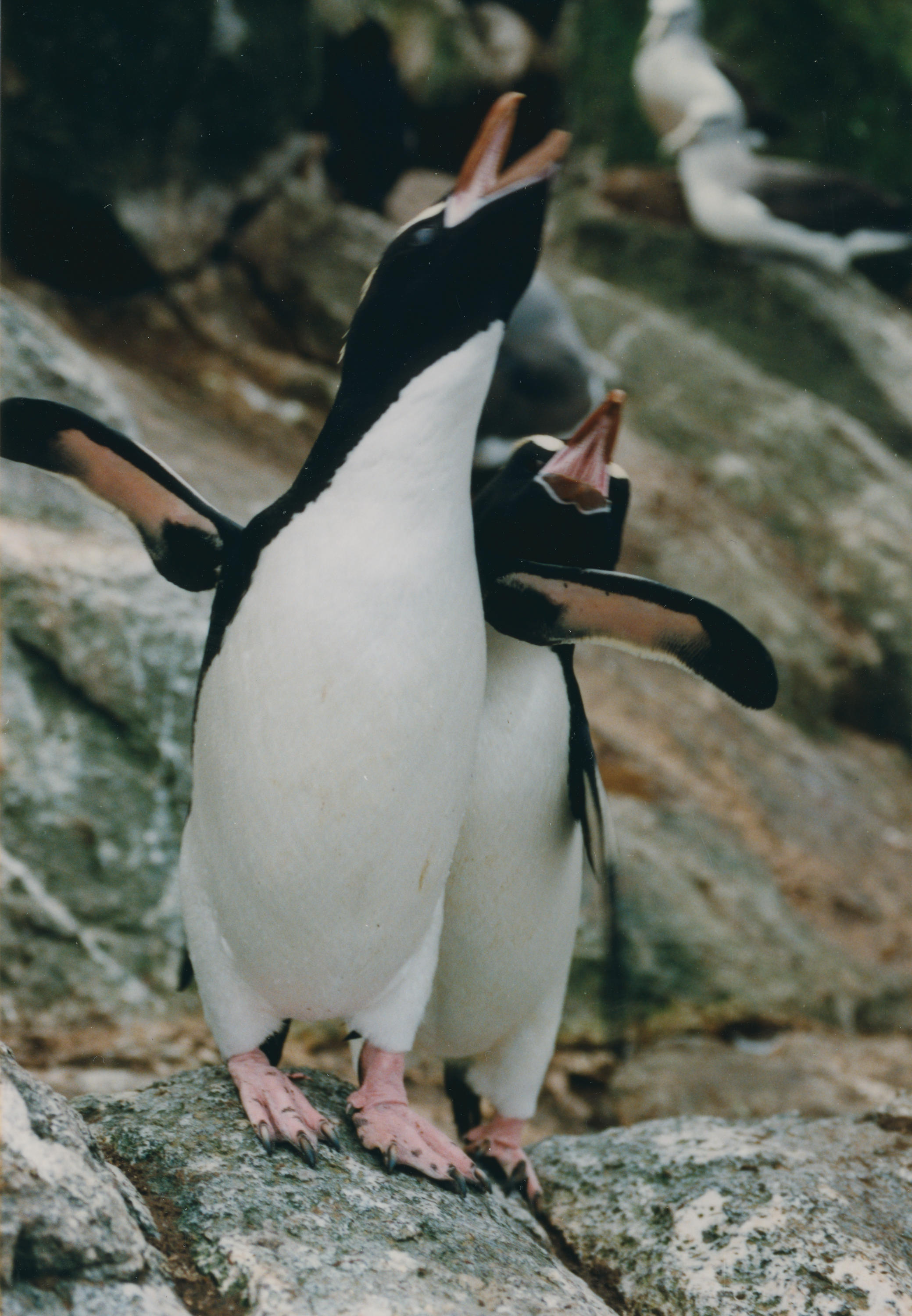 Photograph: Pair of Erect crested penguins - New Zealand Maritime Museum